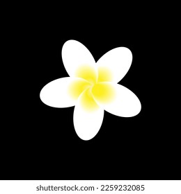 Vector illustration of white temple flower or frangipani flower, the symbol of fragile human life, in a black background