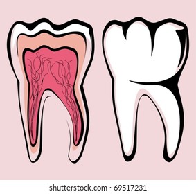  Vector illustration of white tooth