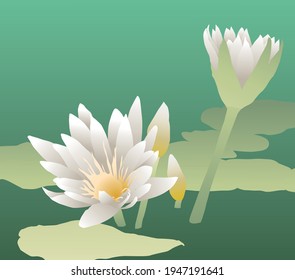 Vector illustration of white water lilies blossoming on lake surface