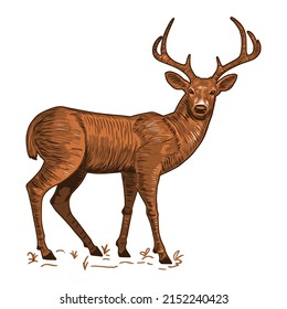 Vector illustration of a white-tailed deer. Hand drawn deer sketch isolated on white background.