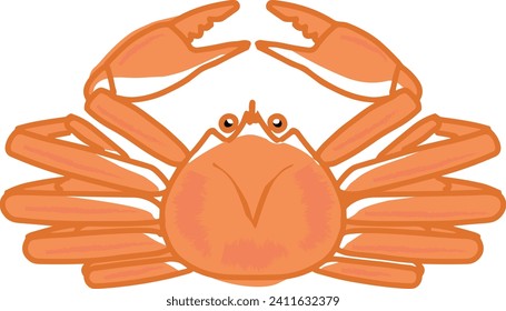 Vector illustration of the whole body of a crab seen from abov