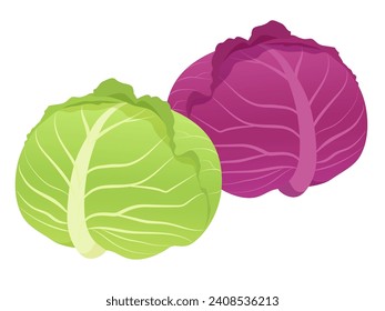 Vector illustration of whole cabbage