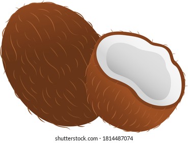 Vector illustration whole coconut and half. Food, fruit.