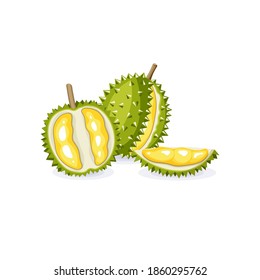 Vector illustration of a whole, half durian fruit. Vegetarian vegan fresh raw food. Cartoon style. Isolated tropical exotic fruit on a white background.