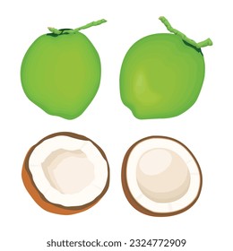 Vector illustration of whole and half green young coconut. Ripe coconut icon, logo, clip art in cartoon flat style for copra and drinking business. Green coconut tropical fruit.