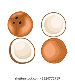 Vector illustration of whole and half green young coconut. Ripe coconut icon, logo, clip art in cartoon flat style for copra and drinking business. Green coconut tropical fruit.