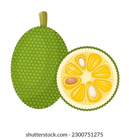 Vector illustration, Whole and half jackfruit isolated on a white background. Tropical fruit in flat style.