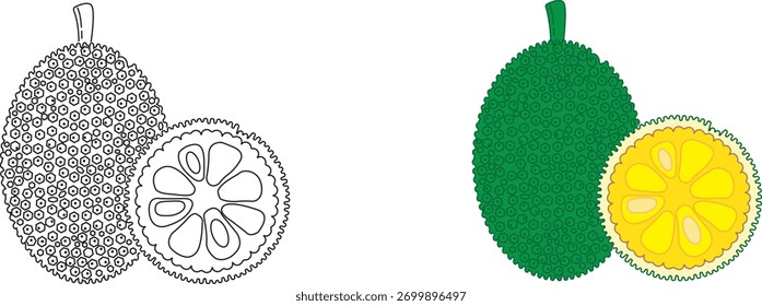 Vector illustration, Whole and half jackfruit isolated on a white background. Tropical fruit in flat style.