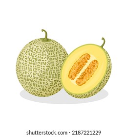 Vector illustration of whole and half melon, isolated on white background.