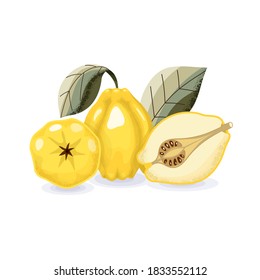 Ilustración vectorial de membrillo y hojas enteras y medias. Estilo de caricatura, textura de sombra. La fruta clara está aislada en un fondo blanco.