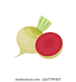 Ilustración vectorial, rábano de sandía entera y media, aislado en fondo blanco.