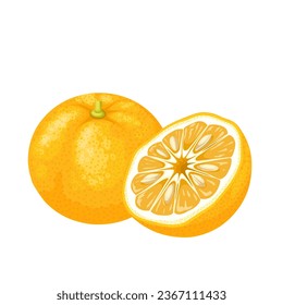 Vector illustration, whole and half yuzu fruit, isolated on white background.