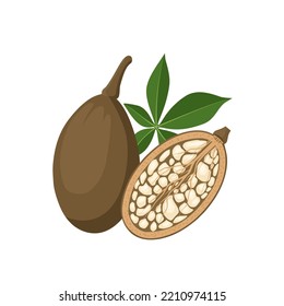 Vector illustration, whole and halved baobab fruit, scientific name Adansonia digitata, with green leaves, isolated on white background. svg