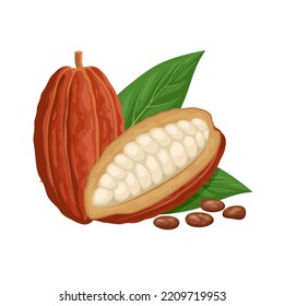 Vector illustration, whole and halved fresh cocoa, with seeds and leaves, isolated on white background.