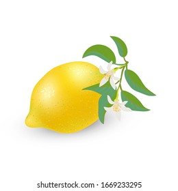 Vector illustration. Whole lemon fruit on a twig with flowers and leaves isolated on white background. Lemon blossom icon.