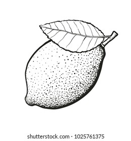 Vector illustration. Whole lemon with leaf. Hand drawn sketch. Healthy vegetarian food. Citrus fruits. Retro vintage element. Isolated on white background. Decoration for menus, signboards, showcases