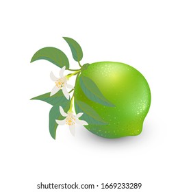 Vector illustration. Whole lime fruit on a twig with flowers and leaves isolated on white background. Lime blossom icon.