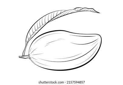 Vector illustration of a whole mango