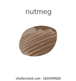 Vector illustration of whole nutmeg spice isotated on white background. Hand drawn illustration with textures.