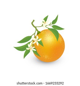 Vector Illustration. Whole Orange Fruit On A Twig With Flowers And Leaves Isolated On White Background. Orange Blossom Icon.