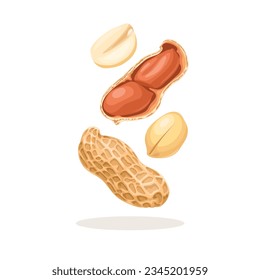 Vector illustration, whole and peeled peanuts, isolated on white background.