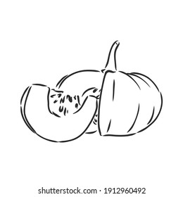 Vector illustration of whole pumpkins. pumpkin, vector sketch illustration