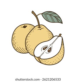 Vector illustration of whole and sliced Asian pears with a leaf in a flat, hand-drawn style.