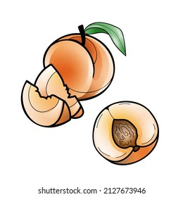 Vector illustration of whole and sliced peach, bright gradient design with white background.