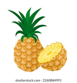 Vector illustration, whole and sliced pineapple fruit, isolated on white background.