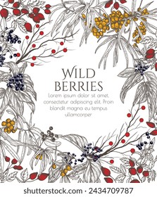 Vector illustration of wild berries in engraving style. Cornus sanguinea, sea buckthorn, rose hips, Ligustrum 