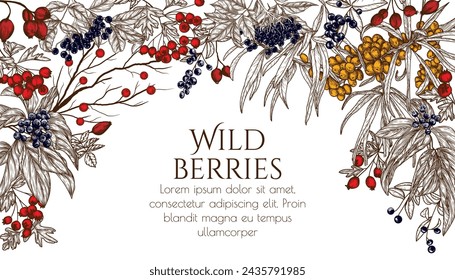 Vector illustration of wild berries in engraving style. Cornus sanguinea, sea buckthorn, rose hips, ligustrum, hawthorn, elderberry