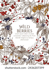 Vector illustration of wild berries in engraving style. Cornus sanguinea, sea buckthorn, rose hips, ligustrum, hawthorn, elderberry, paris quadrifolia, lily of the valley berries