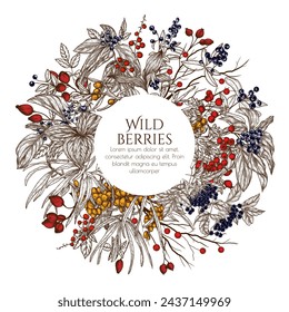 Vector illustration of wild berries in engraving style. Cornus sanguinea, sea buckthorn, rose hips, ligustrum, hawthorn, elderberry, paris quadrifolia, lily of the valley berries