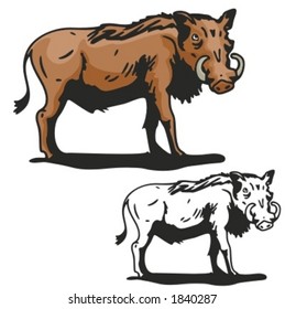 Vector illustration of a wild boar.