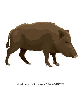 Vector illustration of wild boar isolated on white background