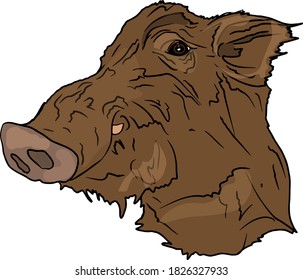 Vector illustration of a wild boar isolated on a white background. Forest animal for printing on packaging, menu, clothes, logo, blank for designers, element