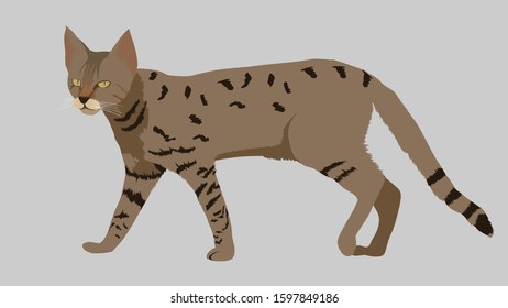 the vector illustration of a wild cat