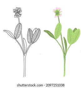 Vector illustration with wild clover flowers: line doodle and botanical colorful pictures