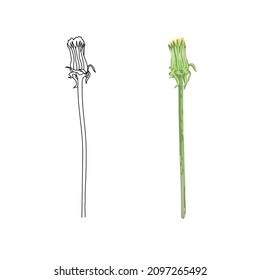 Ilustración vectorial con flores de diente de león silvestre: doodle de línea y fotografías botánicas coloridas