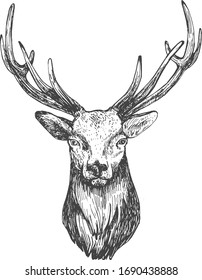 Vector illustration of a wild deer animal head wall hunting mansion decoration object. Vintage hand drawn style.