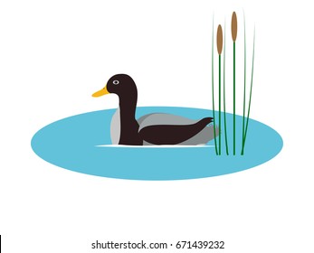 Vector illustration of a wild duck in a pond with reeds. Isolated white background. Flat style. A wild bird floats on the water.