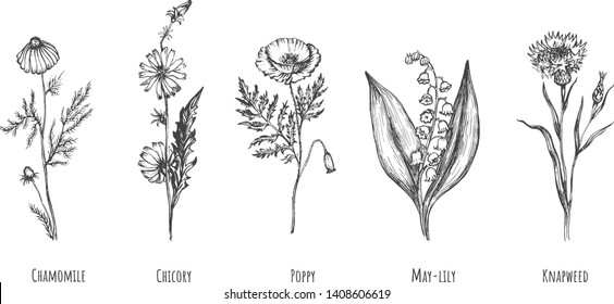 Vector illustration of wild field flowers set. Isolated realistic herbaceous blooming plants such as camomile, chicory, poppy, may lily, knapweed. Vintage hand drawn style.