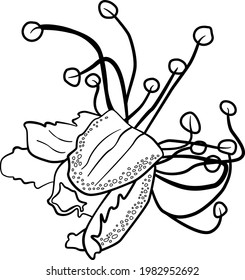 The vector illustration of wild flower with transparent background
