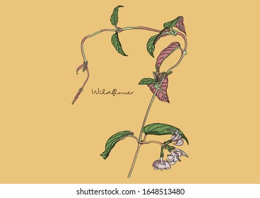 Vector Illustration of Wild Flowers