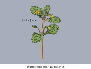 Vector Illustration of Wild Flowers