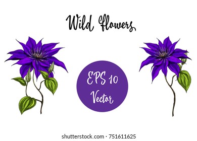 Vector illustration with wild flowers collection isolated on white background