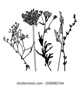Vector illustration wild flowers  herbs   grasses Thin delicate lines silhouettes different plants    chicory  yarrow  dill  queen anne lace  Isolated white background