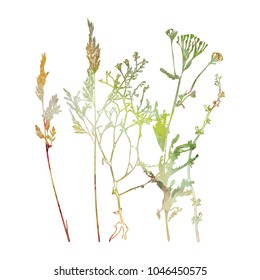 Vector illustration wild flowers  herbs   grasses Thin delicate lines silhouettes different plants    chicory  yarrow  dill  queen anne lace  Watercolor texture florals white background 