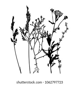 Vector illustration wild flowers  herbs   grasses Thin delicate lines silhouettes different plants    chicory  yarrow  dill  queen anne lace  Isolated white background