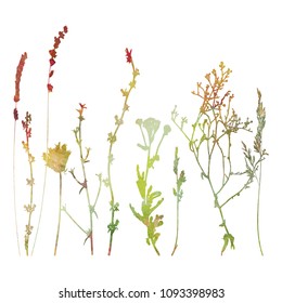 Vector illustration wild flowers  herbs   grasses  Silhouettes different plants    chicory  yarrow  lavender  dill  queen anne lace  Watercolor texture in soft pastel colors florals   isolated 